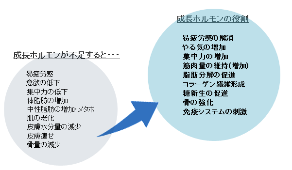 成長ホルモンの作用